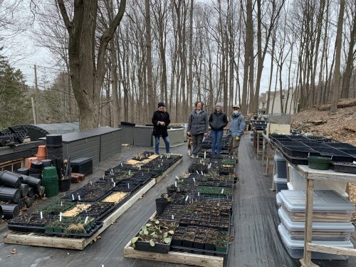 Outdoor plant nursery showing view of rows of pots with volunteers in background