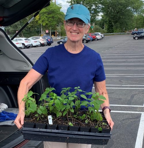 Volunteer holding a flat of seedlings in a parking lot
