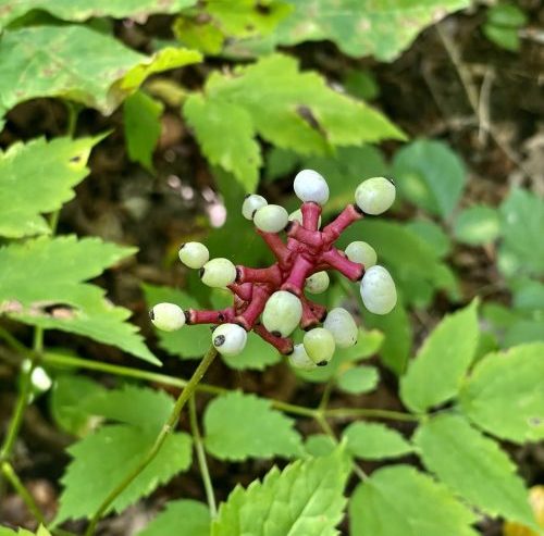White baneberry plant in fruit