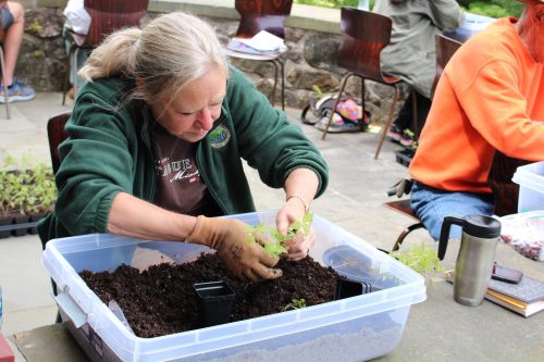 Volunteer bent over a tray of soil potting a seedling