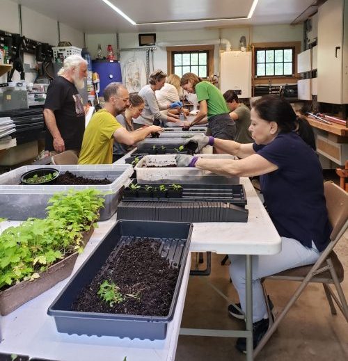 A group of people sitting a tables with trays of soil potting up seedlings.