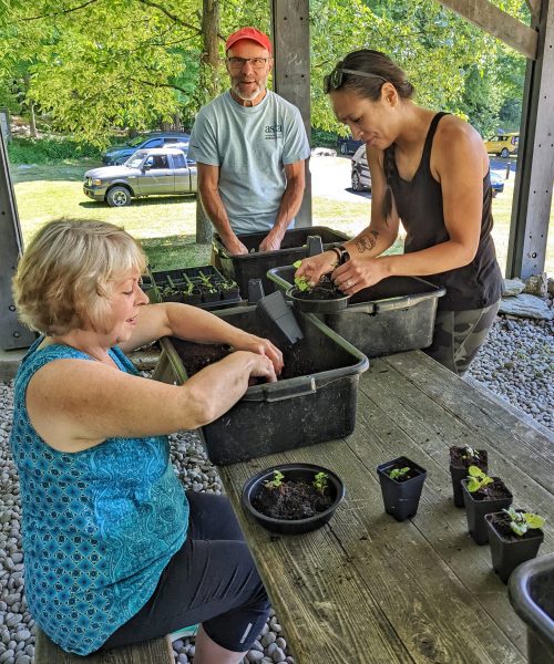 Three volunteers at a table potting up seedlings with bins of soil