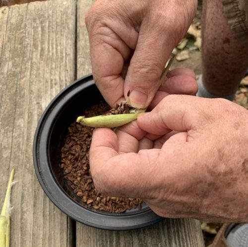 Closeup of a pair of hands opening a seed pod over a dish of seeds